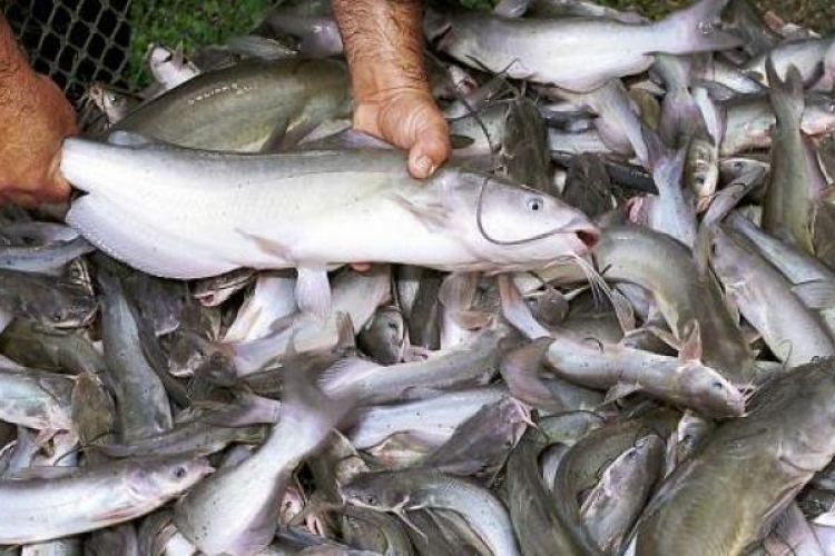 Concerns over formaldehyde contamination of fish need to be addressed — scientifically
