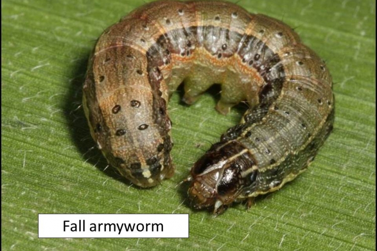 Fall Armyworm (Spodoptera frugiperda): Invasive species found in Karnataka