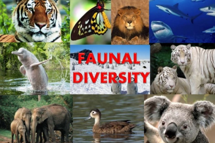 FAUNAL DIVERSITY: ZOOLOGICAL SURVEY OF INDIA (ZSI)