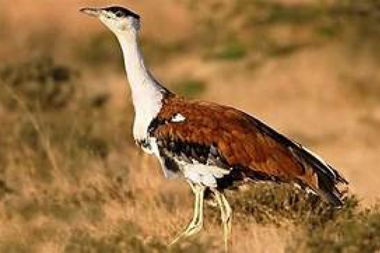 THE GREAT INDIAN BUSTARD